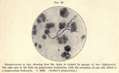 Strep Bacteria image